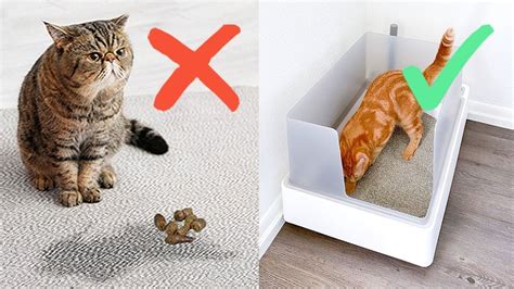 electric cat litter box never got my box|cats won't use litter box.